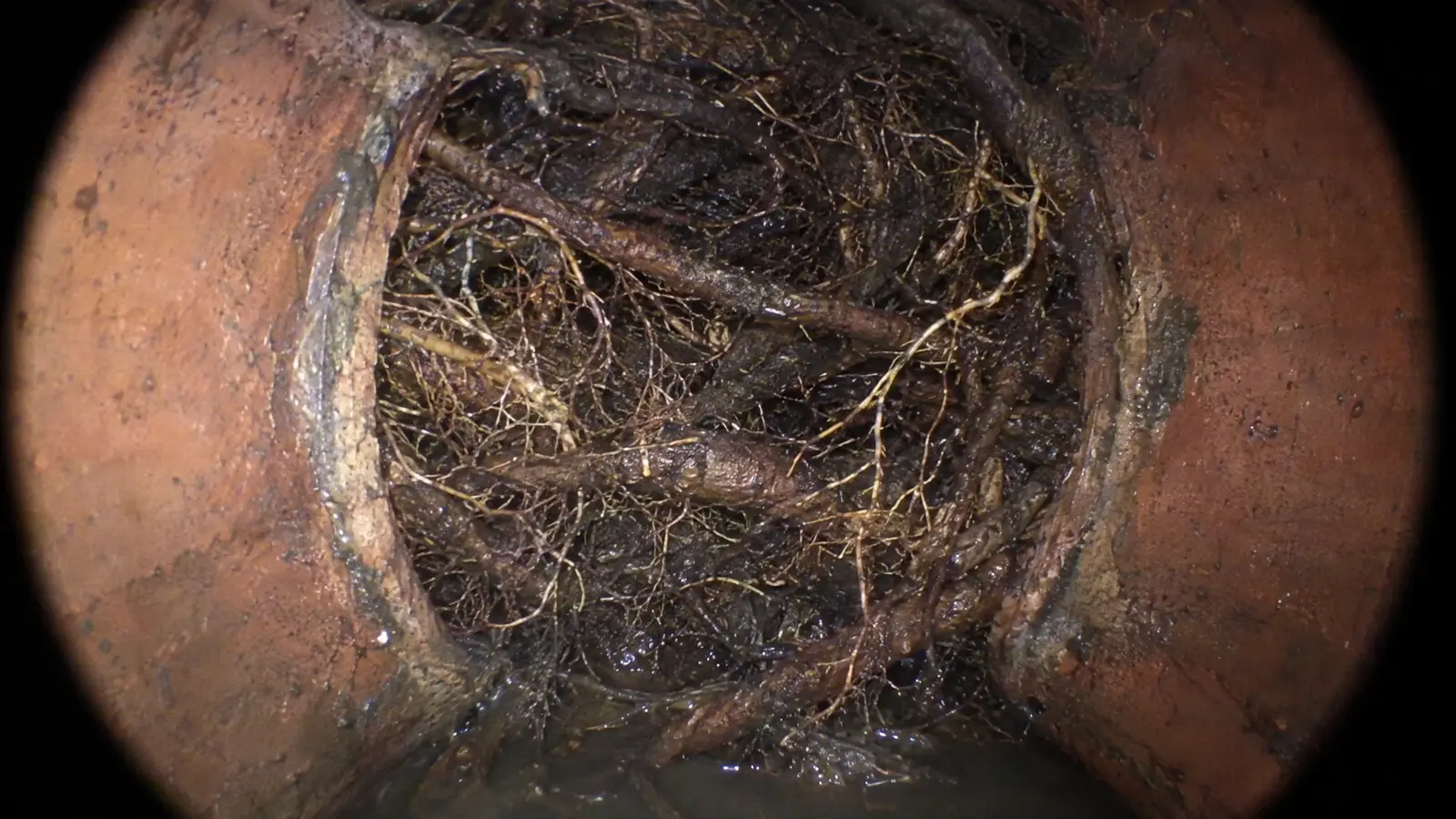 Before: a clay sewer pipe joint with a thick mat of tree roots